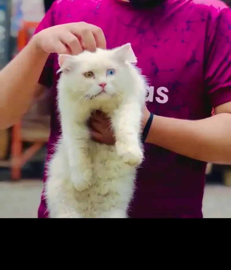 PERCIAN beautiful cat female for sale with odd eyes — photo 3