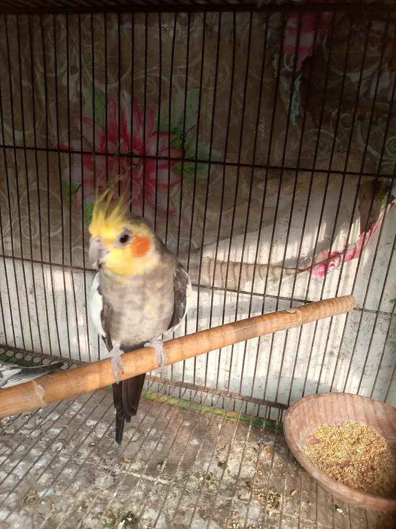 cocktail breeder pairs 0306.4373908 — photo 4