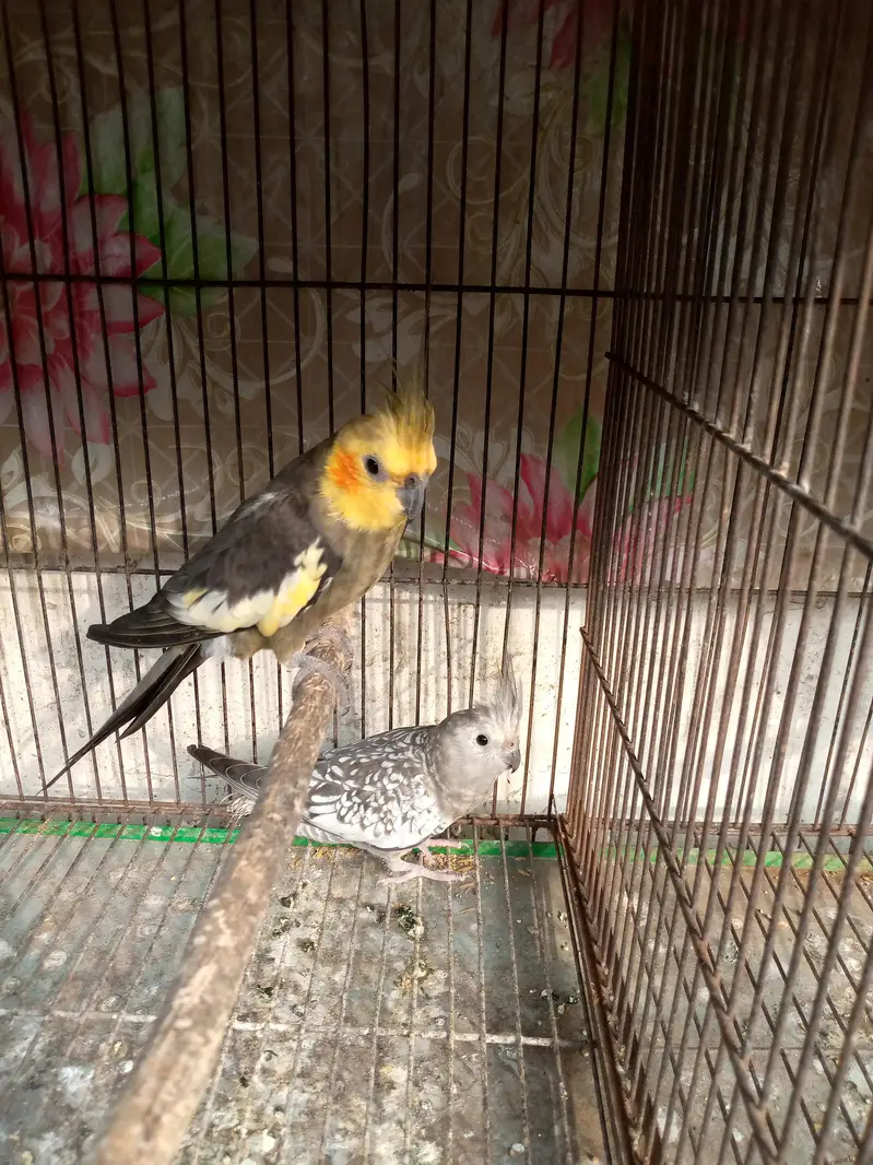 cocktail breeder pairs 0306.4373908 — photo 5