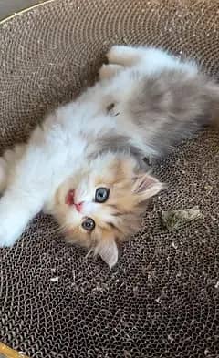 home delivery Parshion punch face kittens