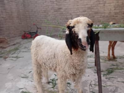 Gulabi And Black Sheep