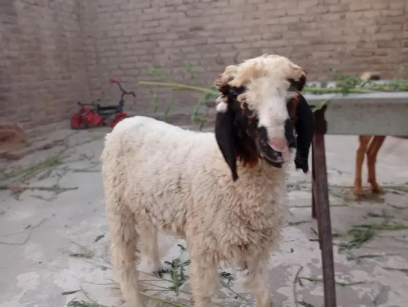 Gulabi And Black Sheep