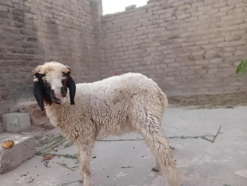 Gulabi And Black Sheep — photo 2