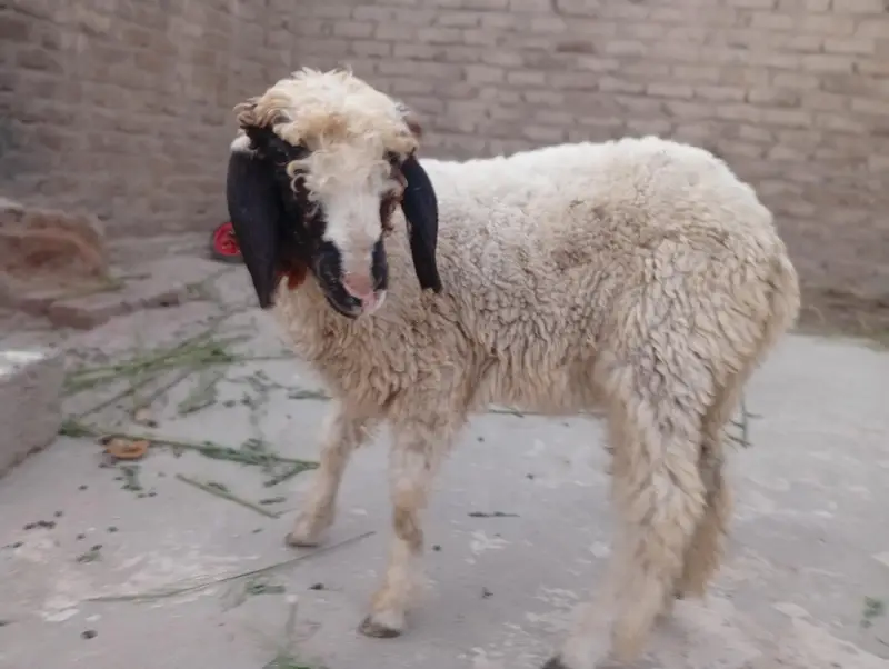 Gulabi And Black Sheep — photo 3