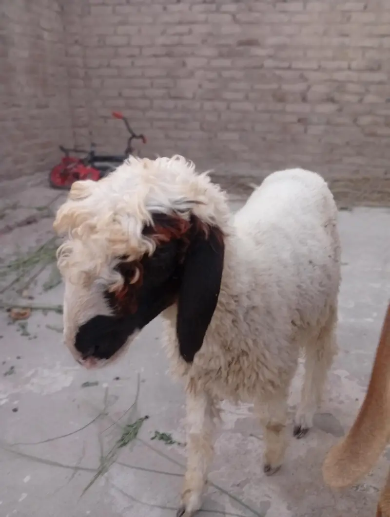 Gulabi And Black Sheep — photo 4