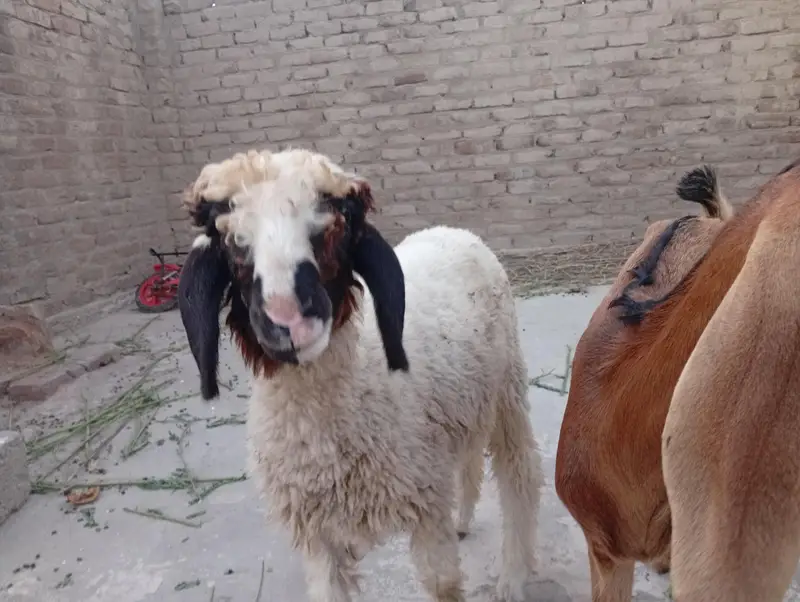 Gulabi And Black Sheep — photo 5