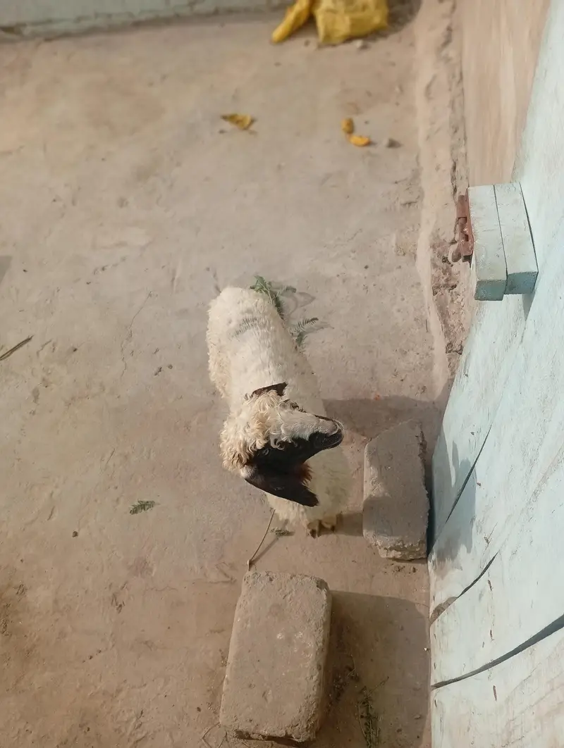 Gulabi And Black Sheep — photo 6