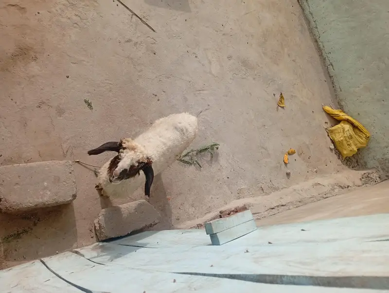Gulabi And Black Sheep — photo 7