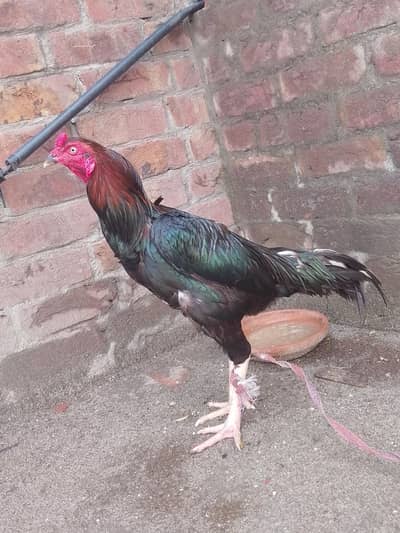 Aseel murga sale