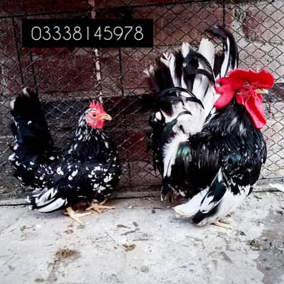 Quality Breeder and Chicks available Back Mottled Japanese