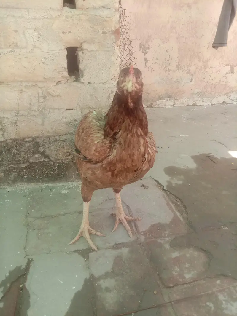 Pure Aseel murgi for sale active and healthy seat per hai — photo 2