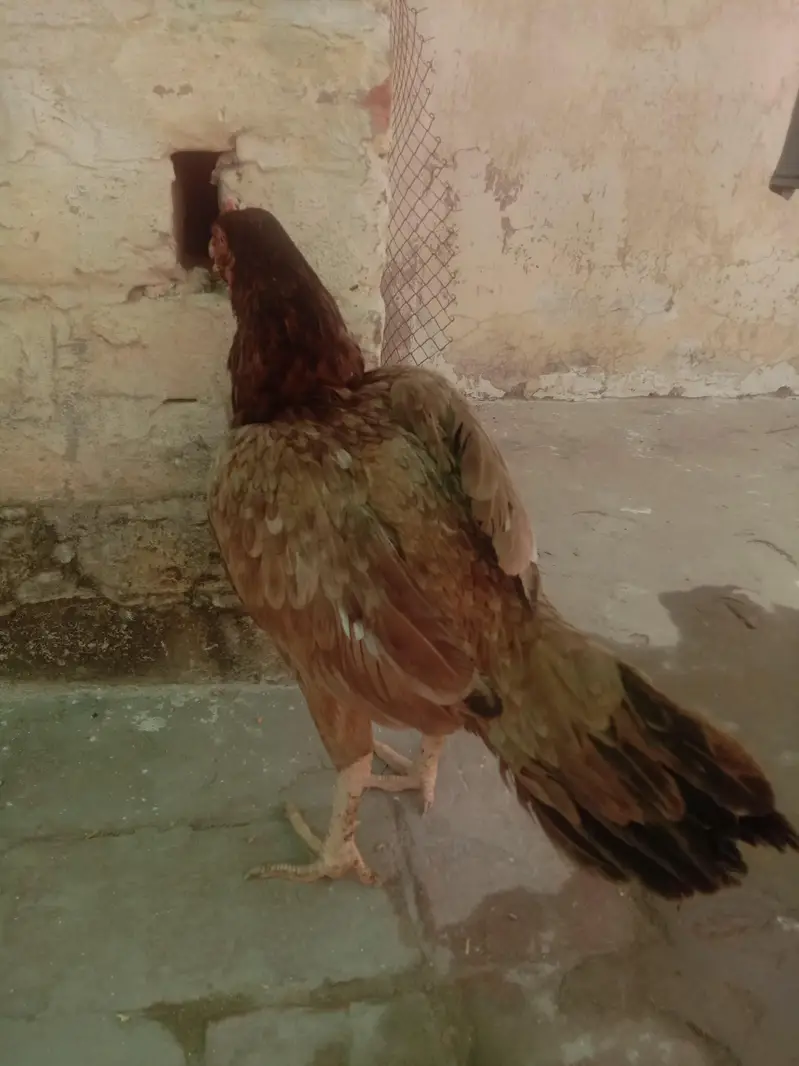 Pure Aseel murgi for sale active and healthy seat per hai — photo 3