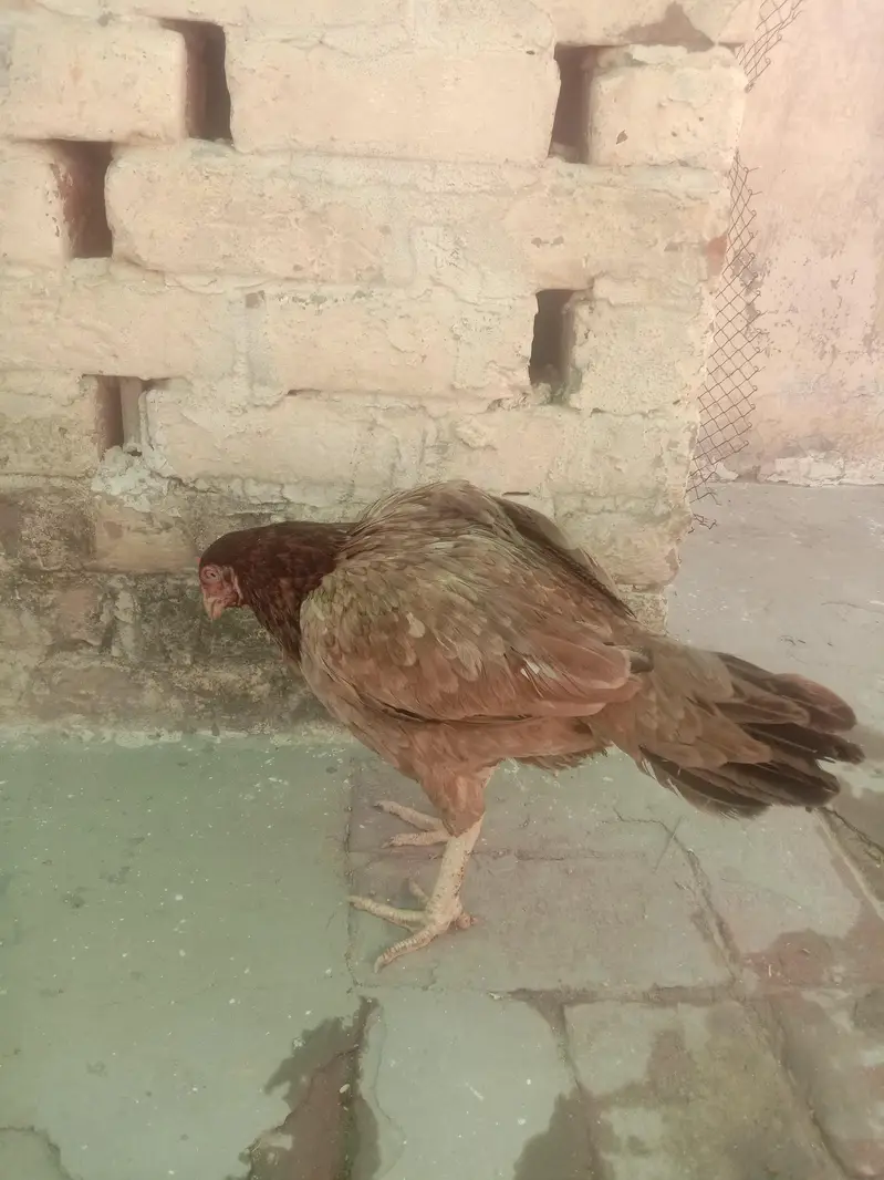 Pure Aseel murgi for sale active and healthy seat per hai — photo 4