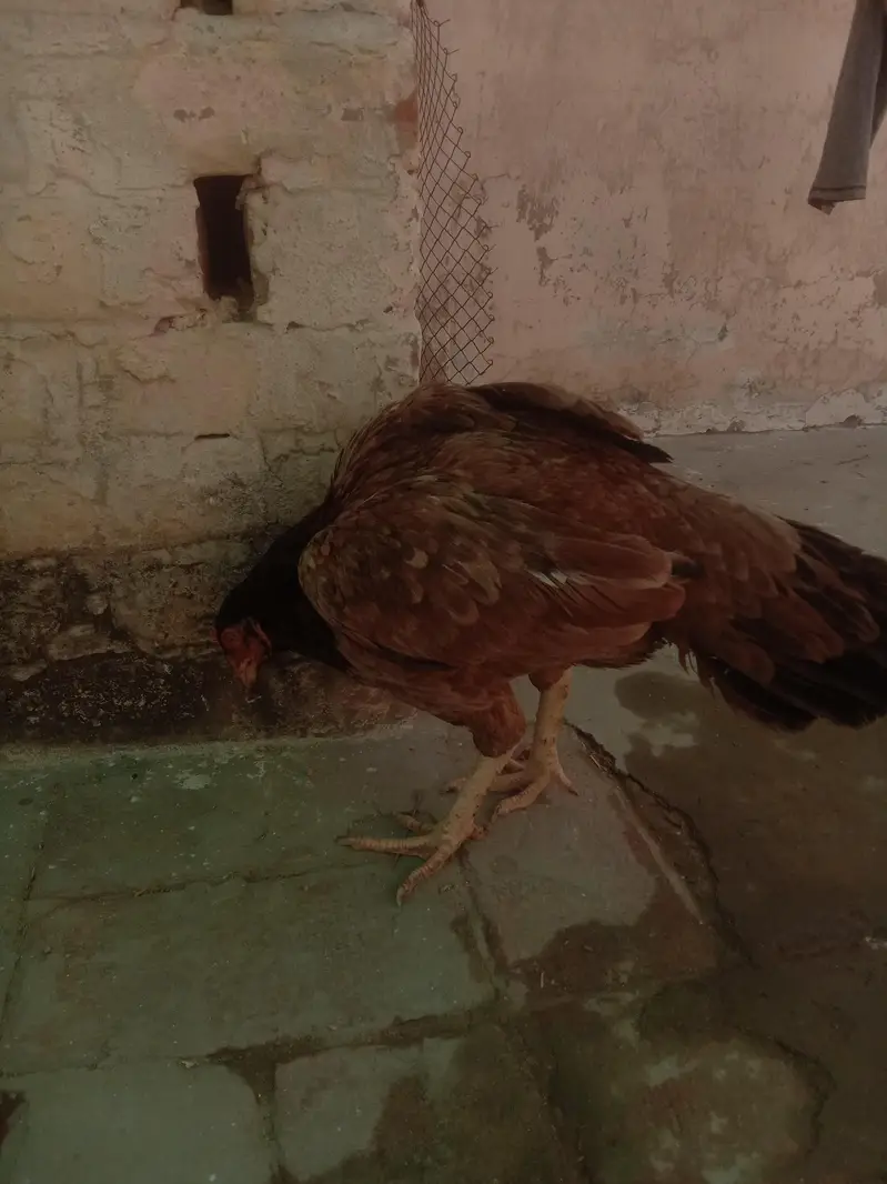Pure Aseel murgi for sale active and healthy seat per hai — photo 5