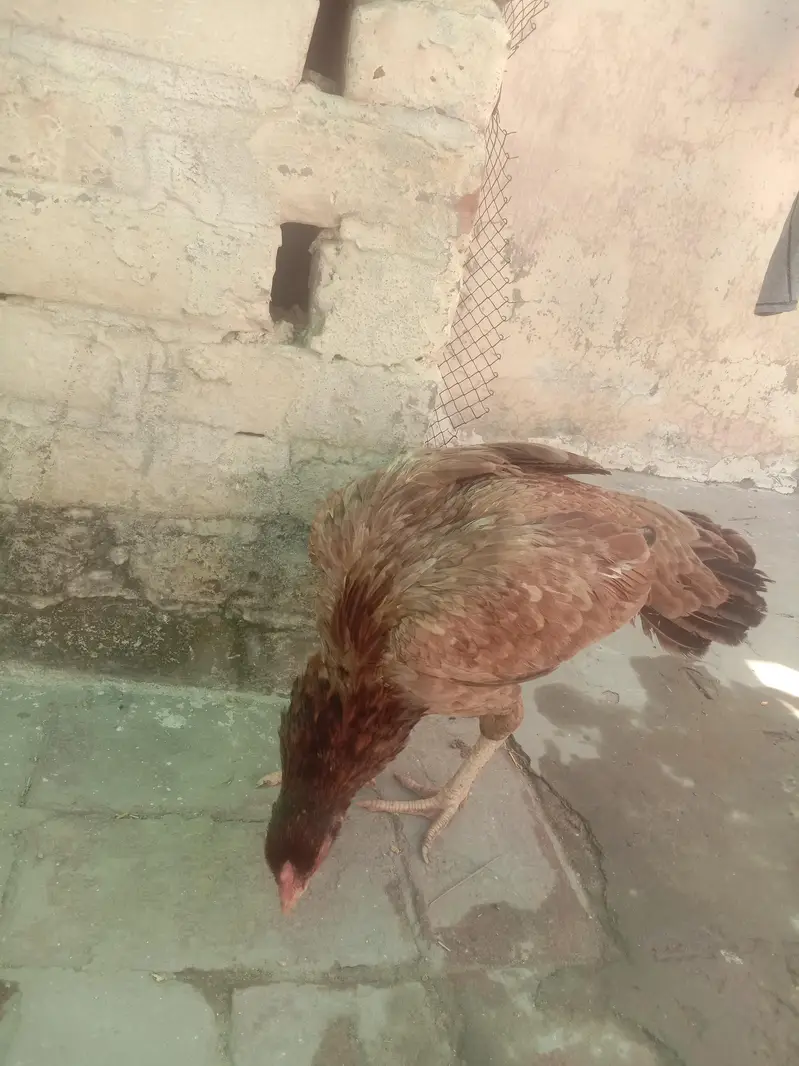 Pure Aseel murgi for sale active and healthy seat per hai — photo 6