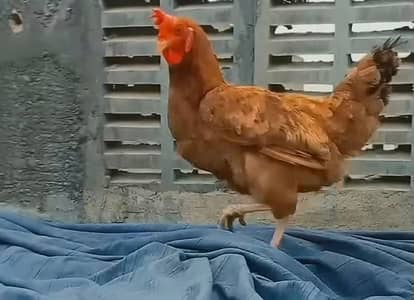 Misri Egg Laying Hens for Sale (2 Pieces) - Active & Healthy