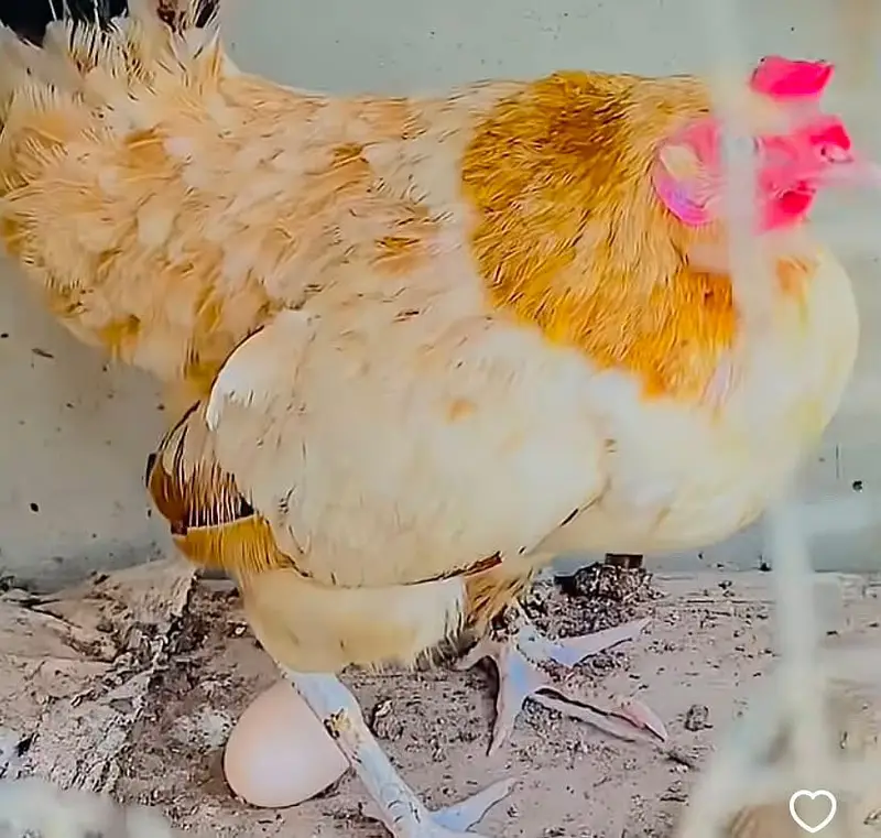 Misri Egg Laying Hens for Sale (2 Pieces) - Active & Healthy — photo 3