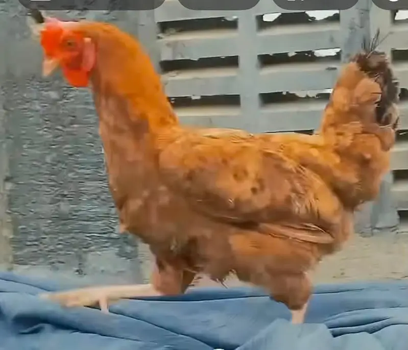 Misri Egg Laying Hens for Sale (2 Pieces) - Active & Healthy — photo 5
