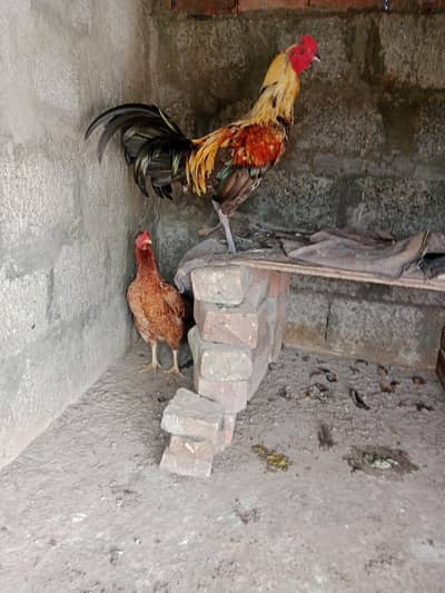 joura sale h Kise Bai ko Ghar k Pala howa chaia to rabta Kara
