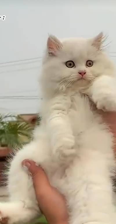 Persian cat fluffy