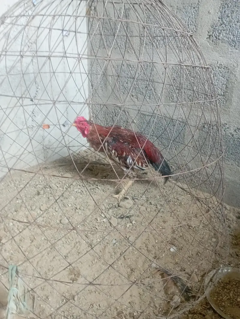 aseal murga — photo 3