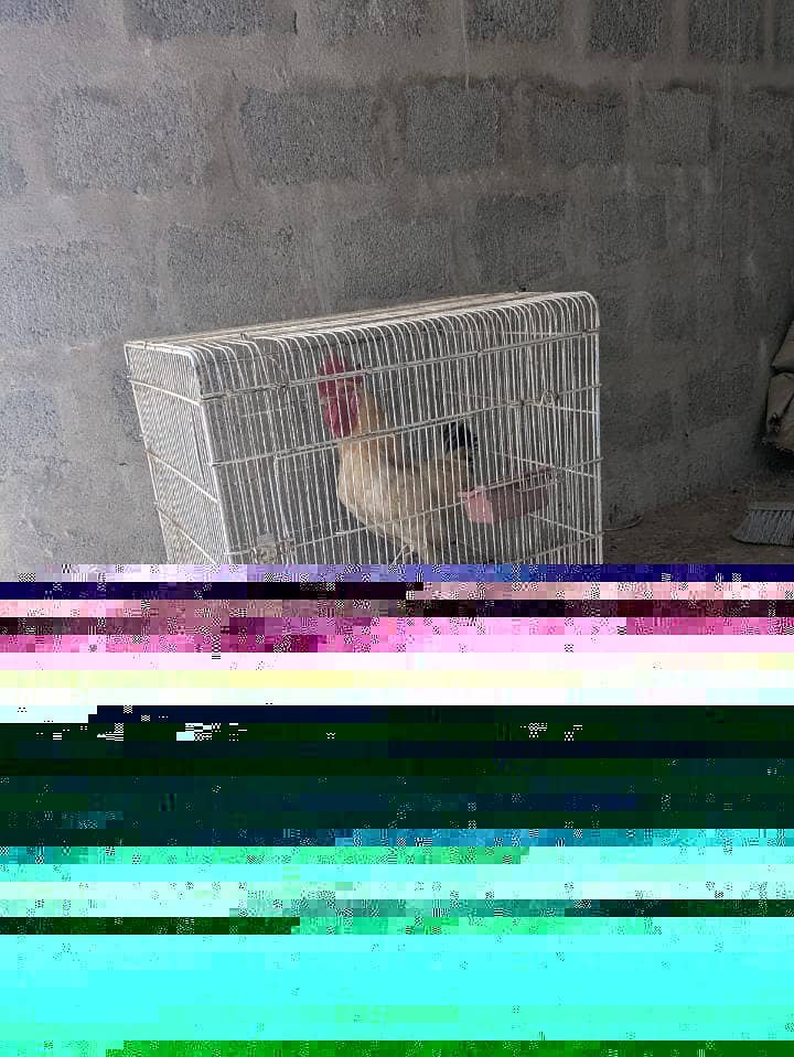 aseal murga 3