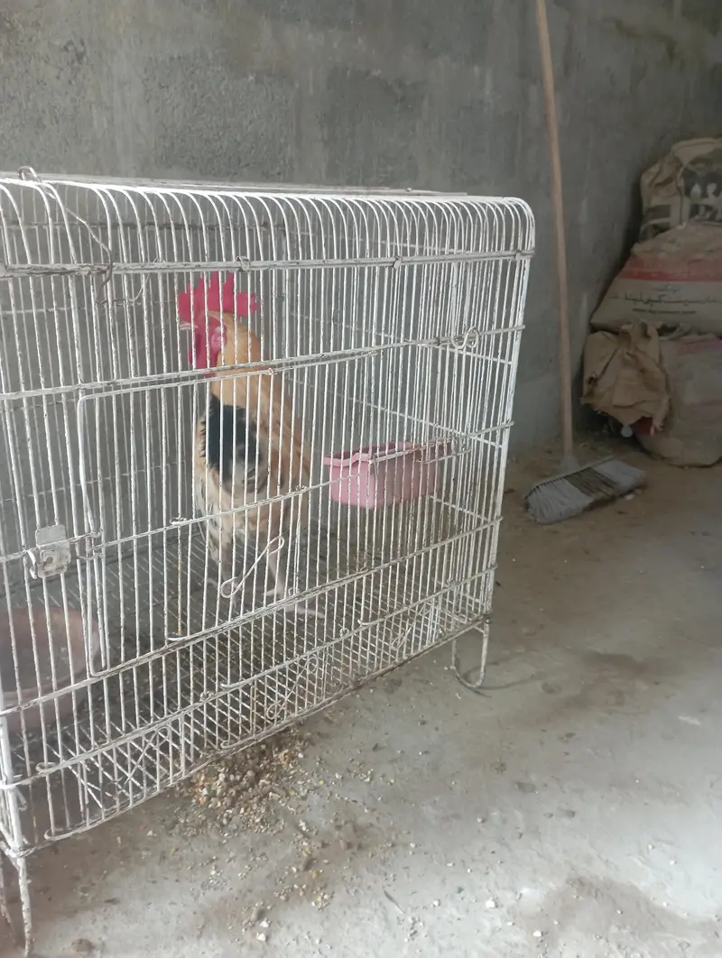 aseal murga — photo 6