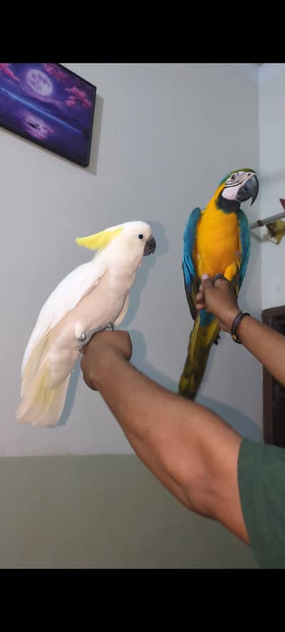 Cockatoo and macaw parrot