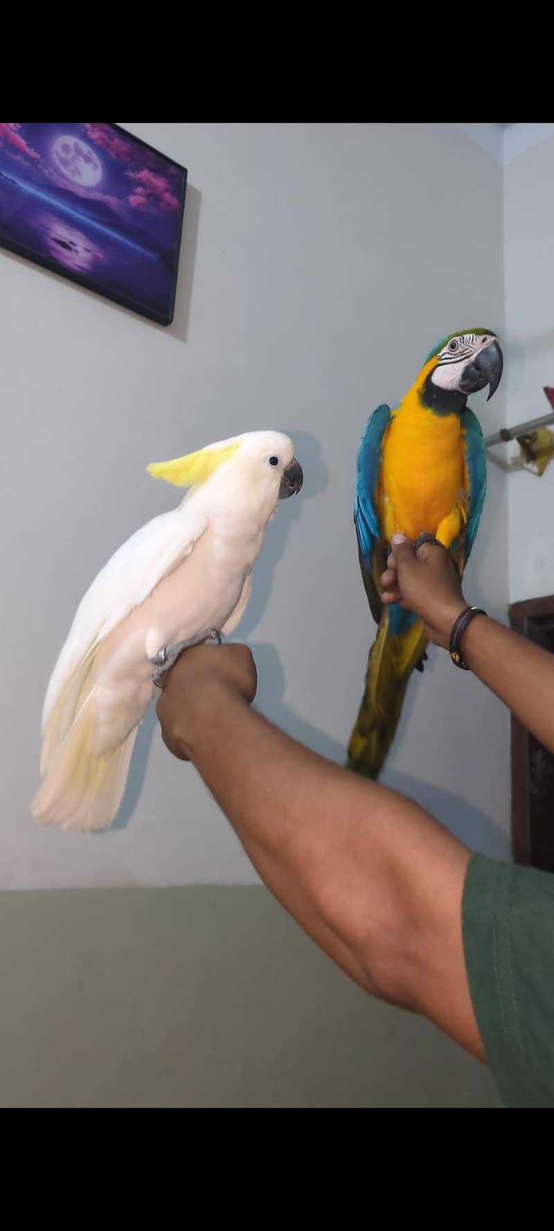 macaw parrot 0