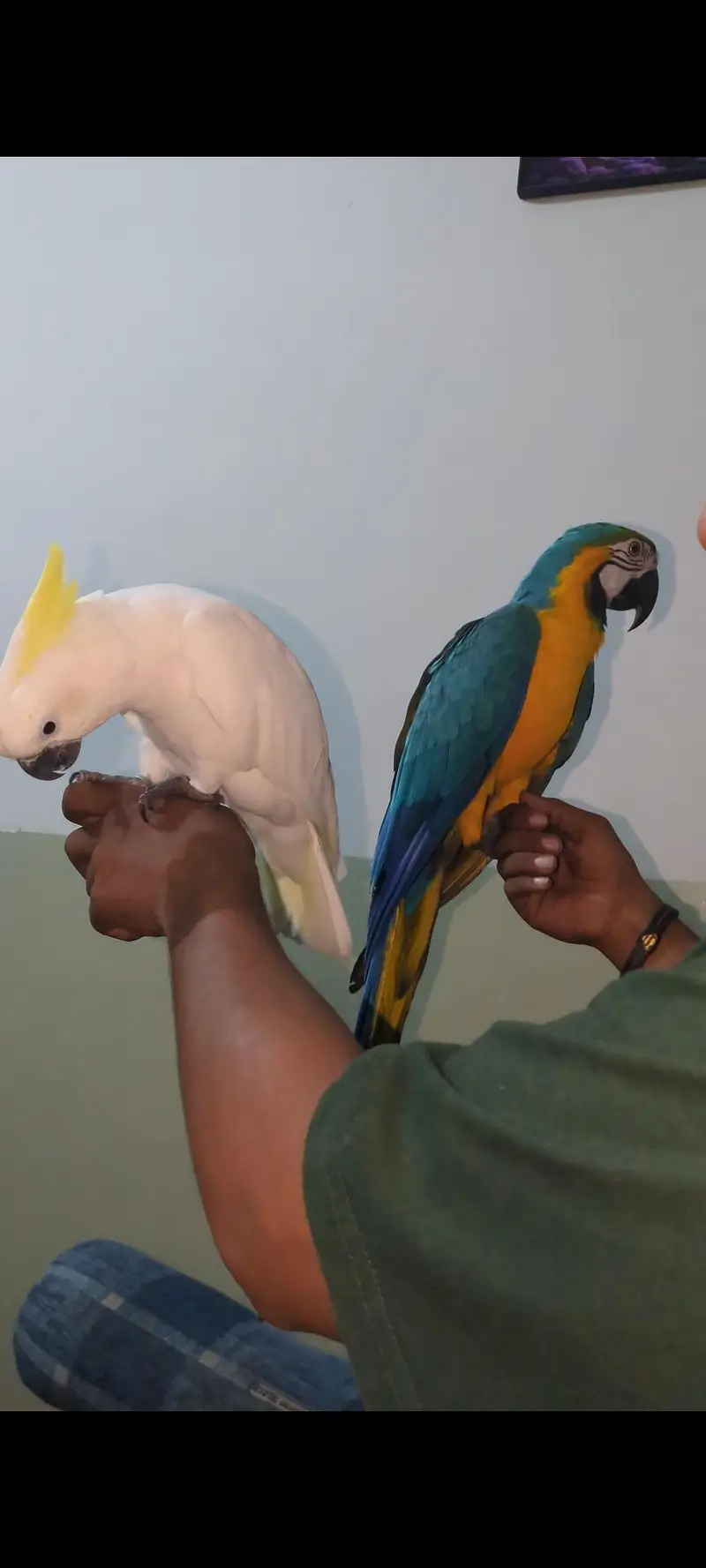 Cockatoo and macaw parrot — photo 2