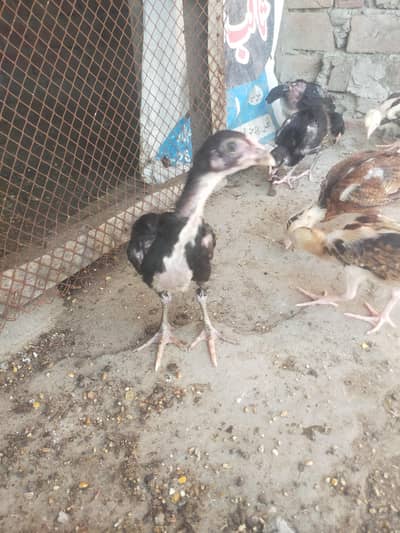 health active chick