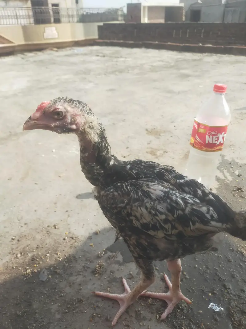 health active chick — photo 4