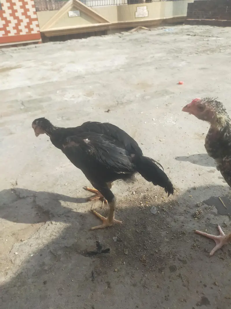 health active chick — photo 5