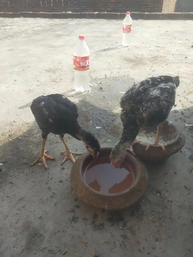 health active chick — photo 6