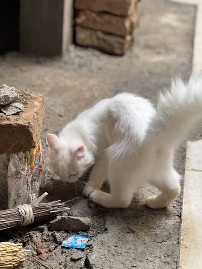Persian cat for sale