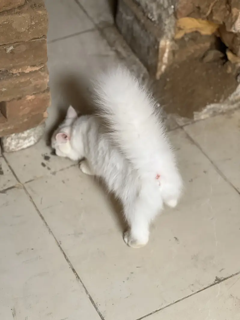 Persian cat for sale — photo 2