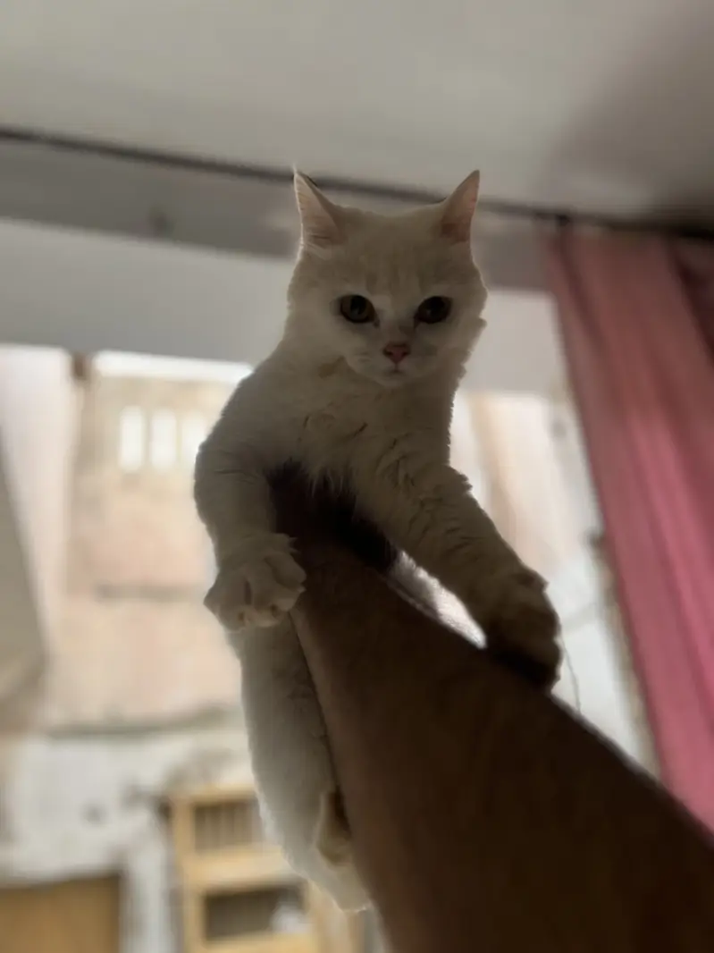 Persian cat for sale — photo 3