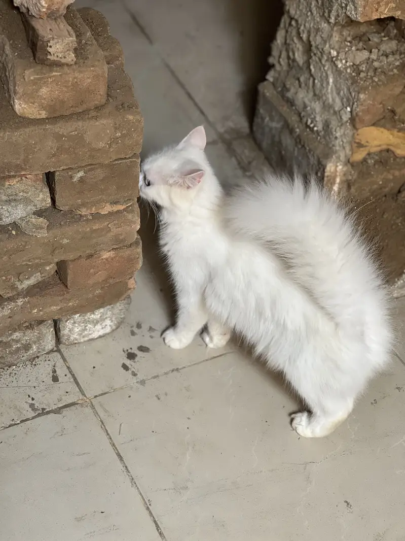 Persian cat for sale — photo 4