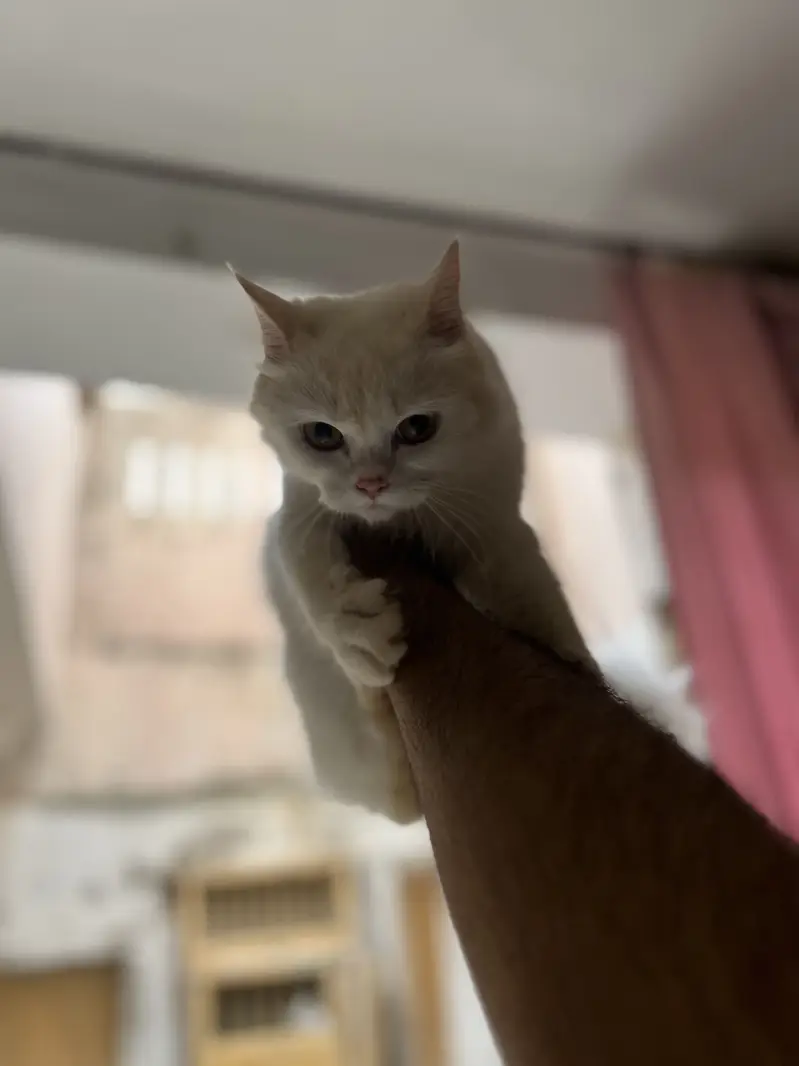 Persian cat for sale — photo 5