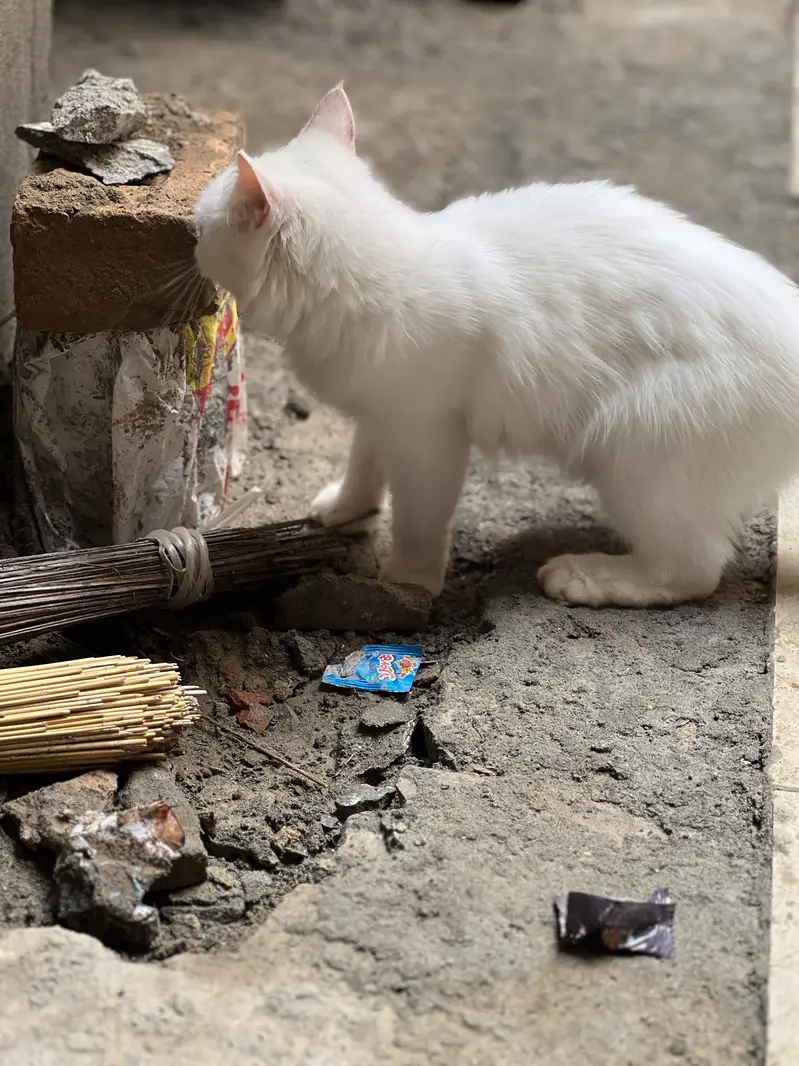 Persian cat for sale — photo 6