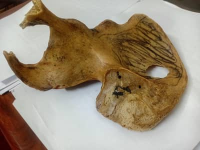 Anatomy Studies Bone