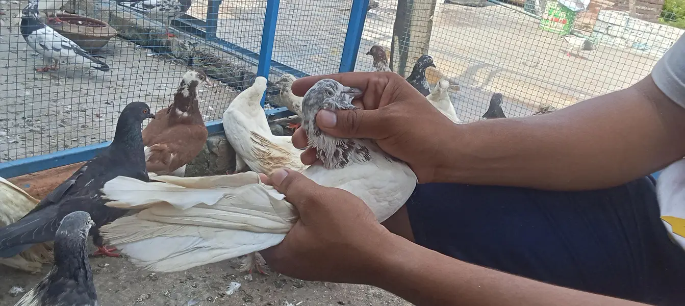 Lakkay and fancy And high Flyer pigeon For Sale