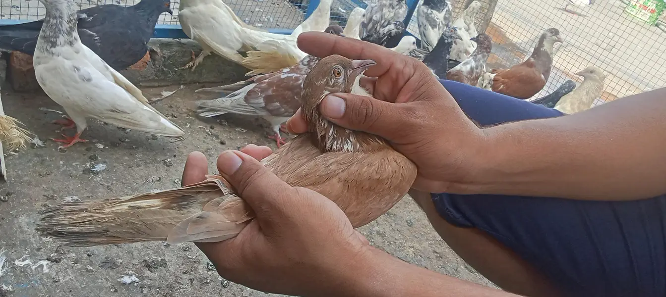 Lakkay and fancy And high Flyer pigeon For Sale — photo 2
