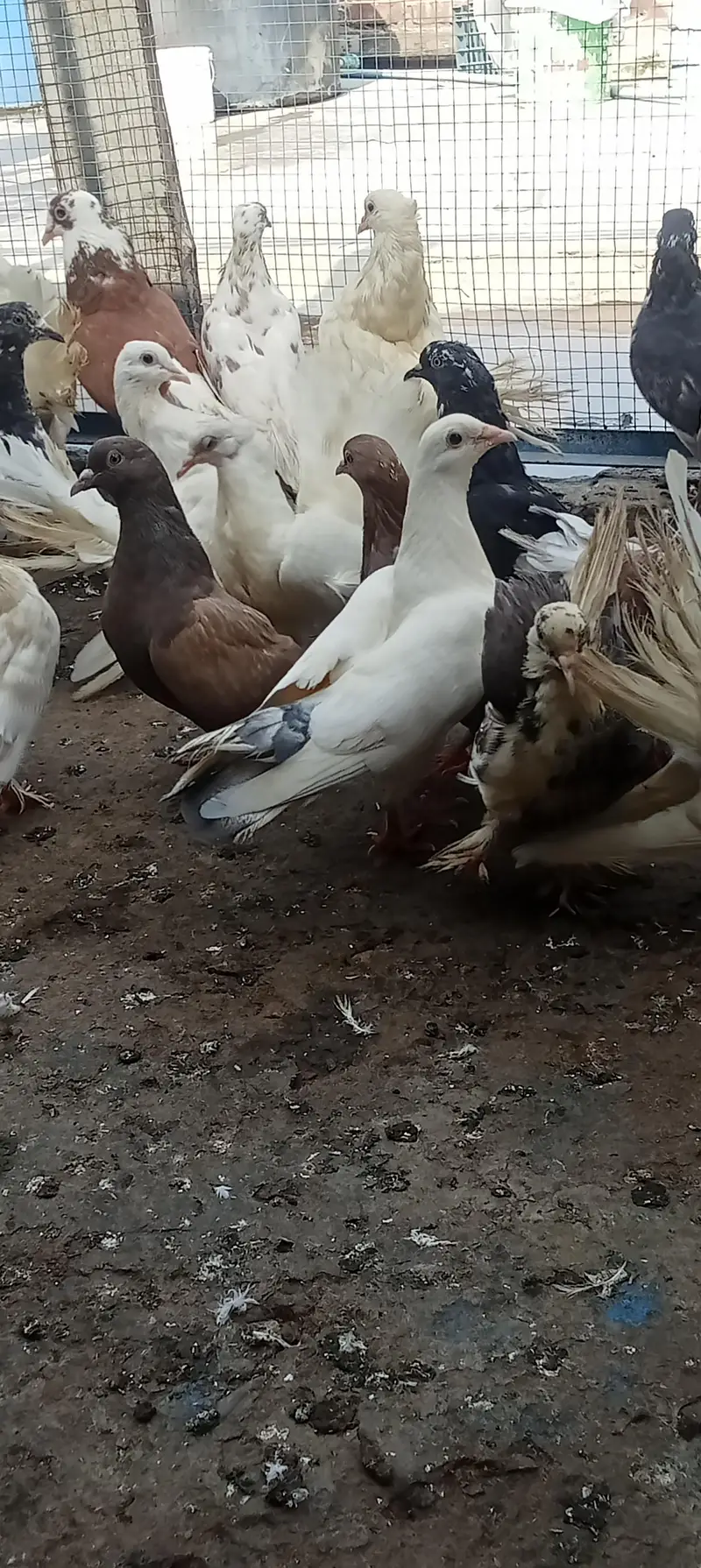 Lakkay and fancy And high Flyer pigeon For Sale — photo 3