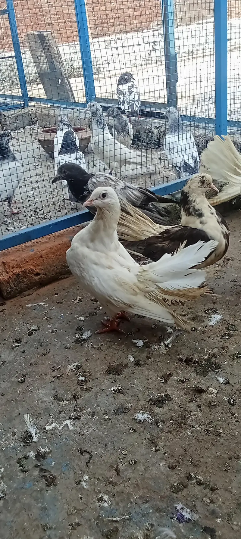 Lakkay and fancy And high Flyer pigeon For Sale — photo 4