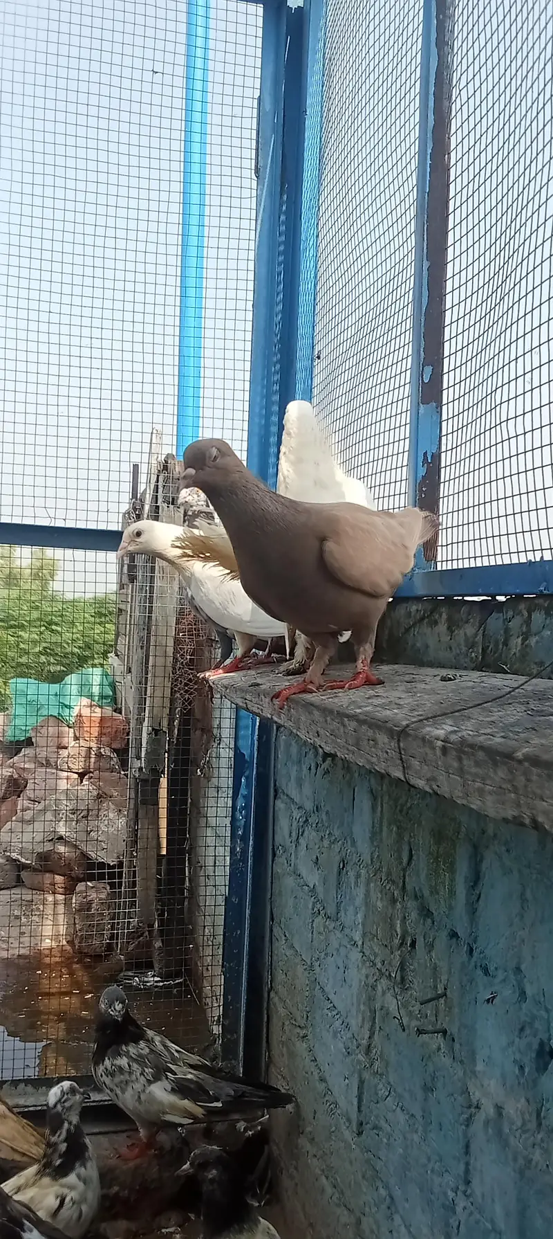 Lakkay and fancy And high Flyer pigeon For Sale — photo 5