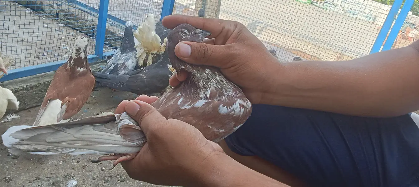 Lakkay and fancy And high Flyer pigeon For Sale — photo 6