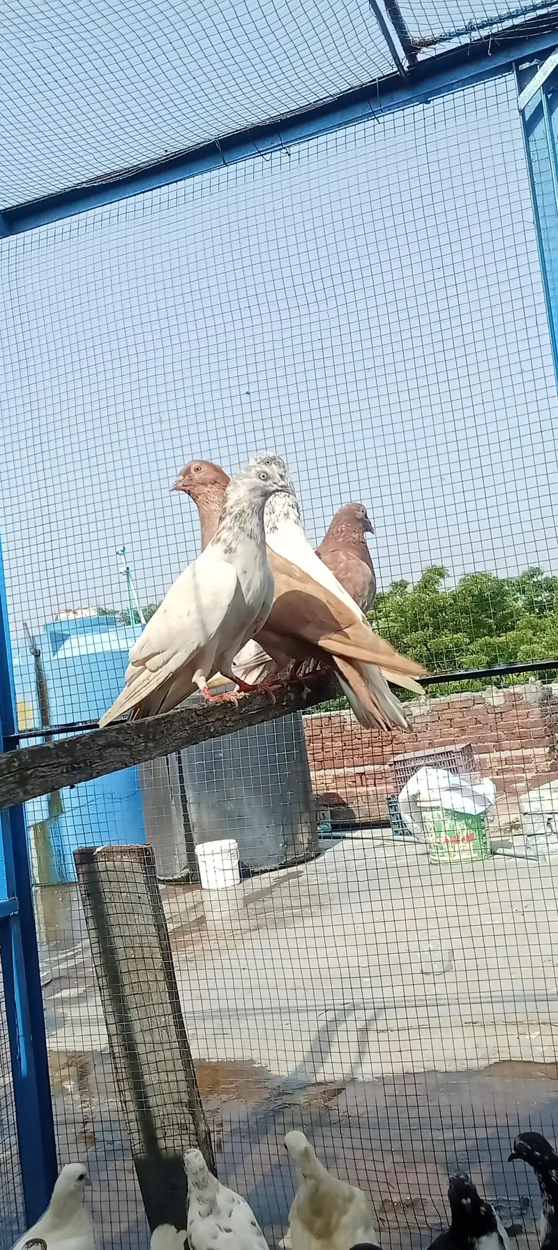 Lakkay and fancy And high Flyer pigeon For Sale — photo 7