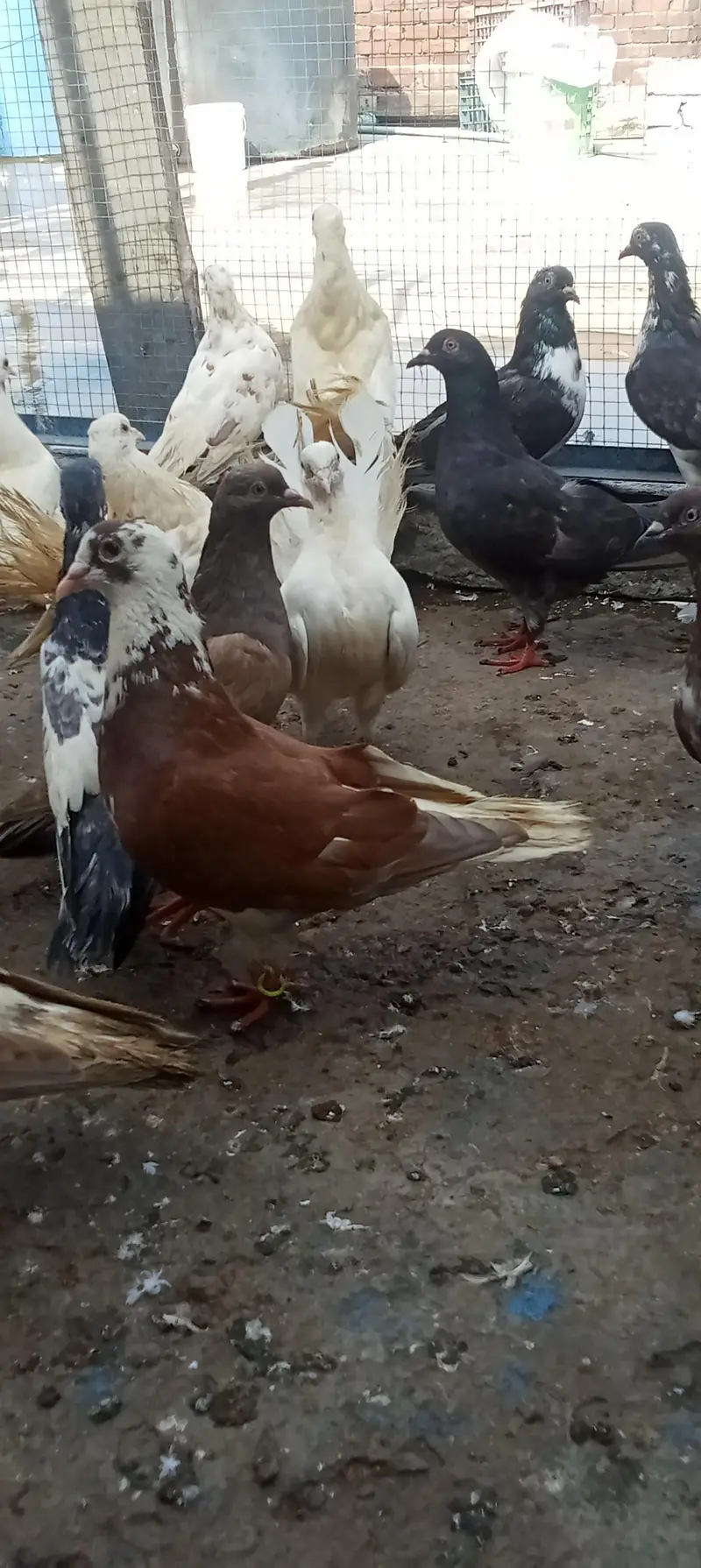Lakkay and fancy And high Flyer pigeon For Sale — photo 8