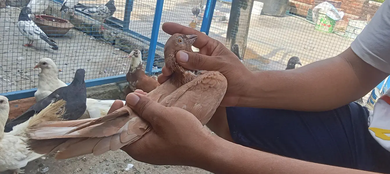 Lakkay and fancy And high Flyer pigeon For Sale — photo 9